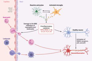 Graphic showing proinflamatory cytokines and damage to blood brain barrier