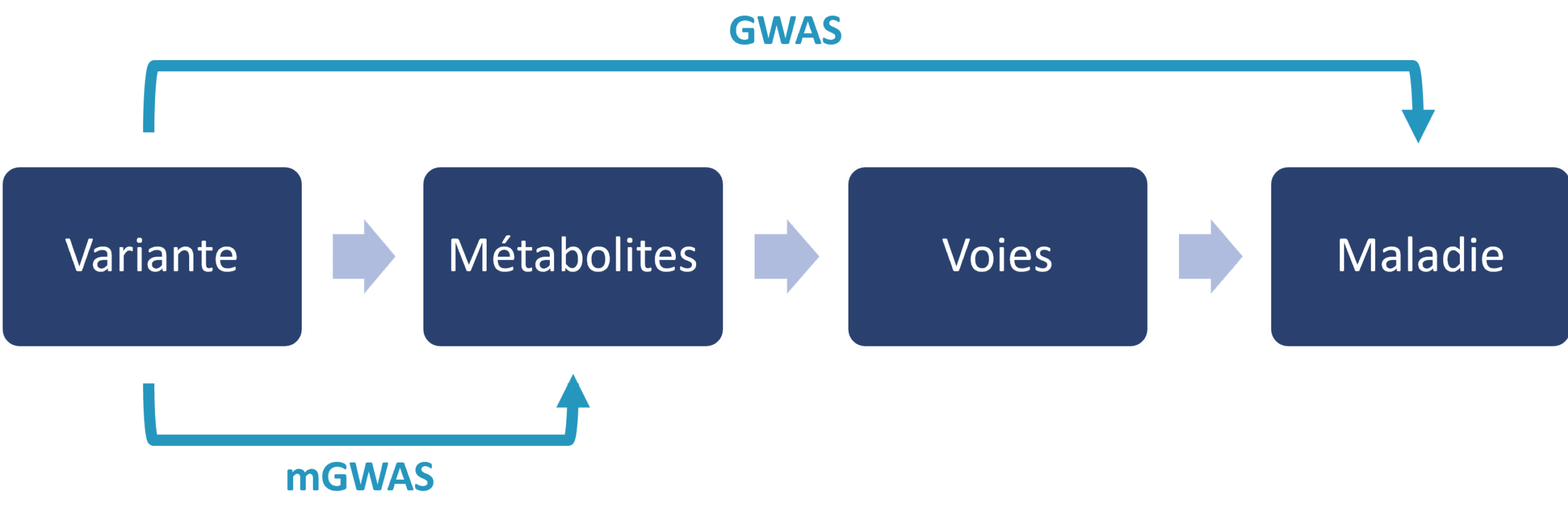 Quatre cases rectangulaires bleu foncé sont disposées horizontalement, reliées par des flèches allant de gauche à droite : Variante → Métabolites → Voies → Maladie. Une parenthèse bleu sarcelle intitulée « GWAS » (étude d'association pangénomique) s'étend de la variante directement à la maladie en haut, illustrant l'approche traditionnelle. En dessous, une parenthèse bleu sarcelle plus petite intitulée « mGWAS » (GWAS des métabolites) relie la variante aux métabolites.